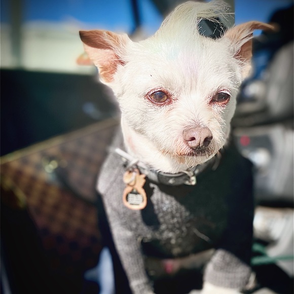 Meet your Posher, AL - Picture 6 of 16